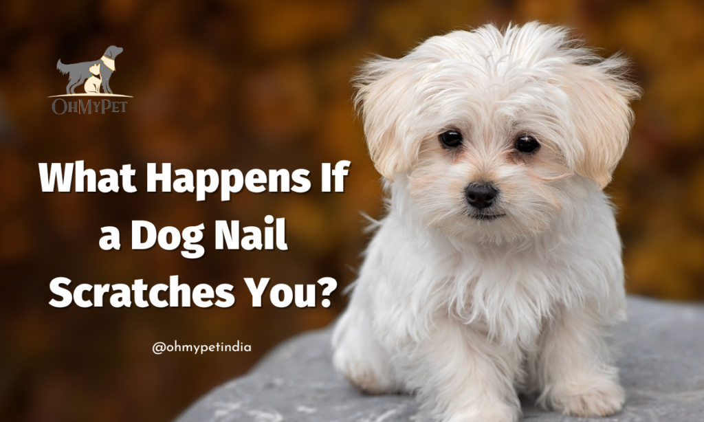 What Happens If a Dog Nail Scratches You?