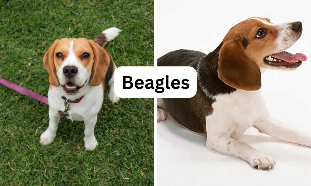 Beagles small dog breeds, Oh My Pet Grooming