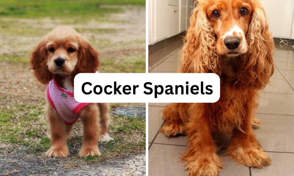 Cocker Spaniels, Oh My Pet Grooming, Small Dog Breeds