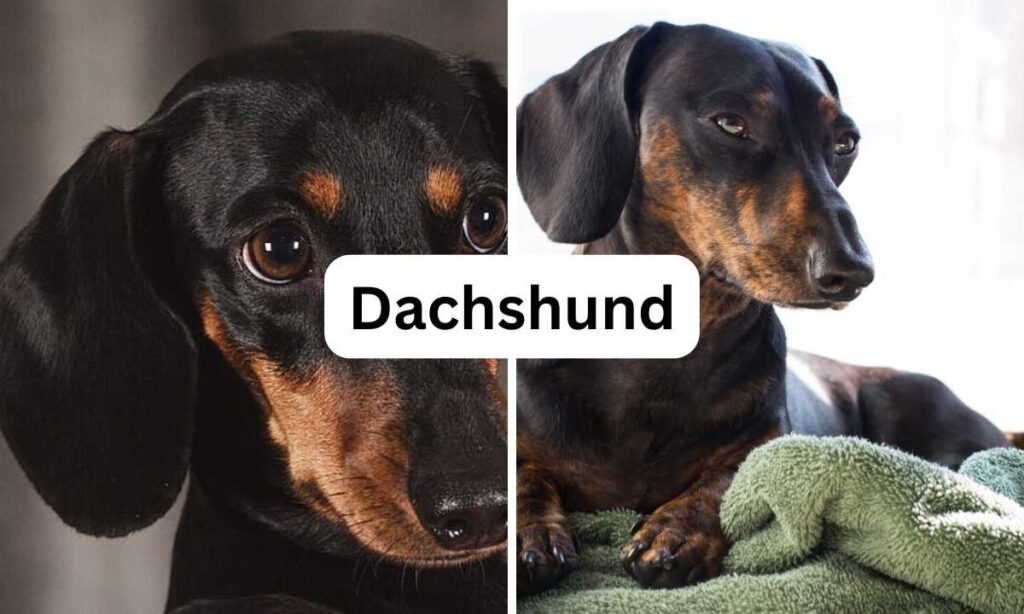 Dachshund, Small dog breed, Oh My Pet Grooming