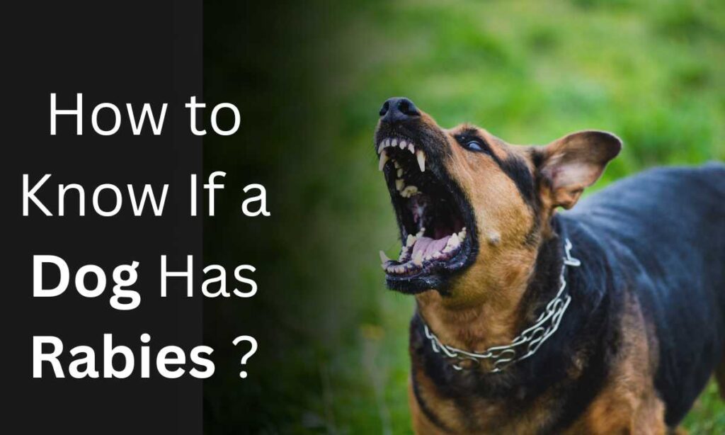 How to Know If a Dog Has Rabies?, Ohmypetgrooming