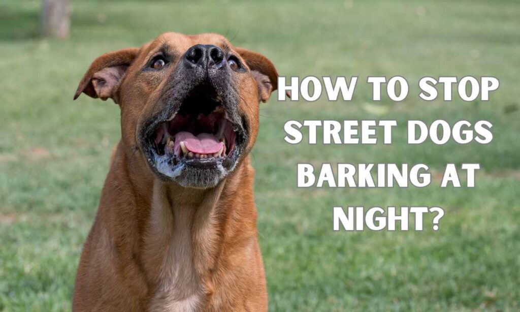 How to Stop Street Dog Barking At Night