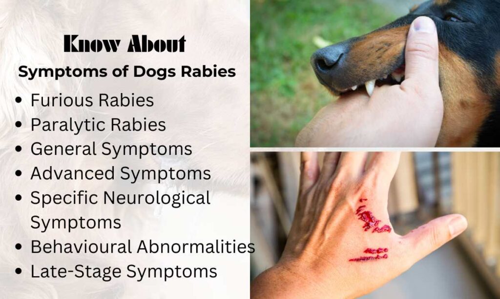 Know About Symptoms of Dogs Rabies, Ohmypetgrooming