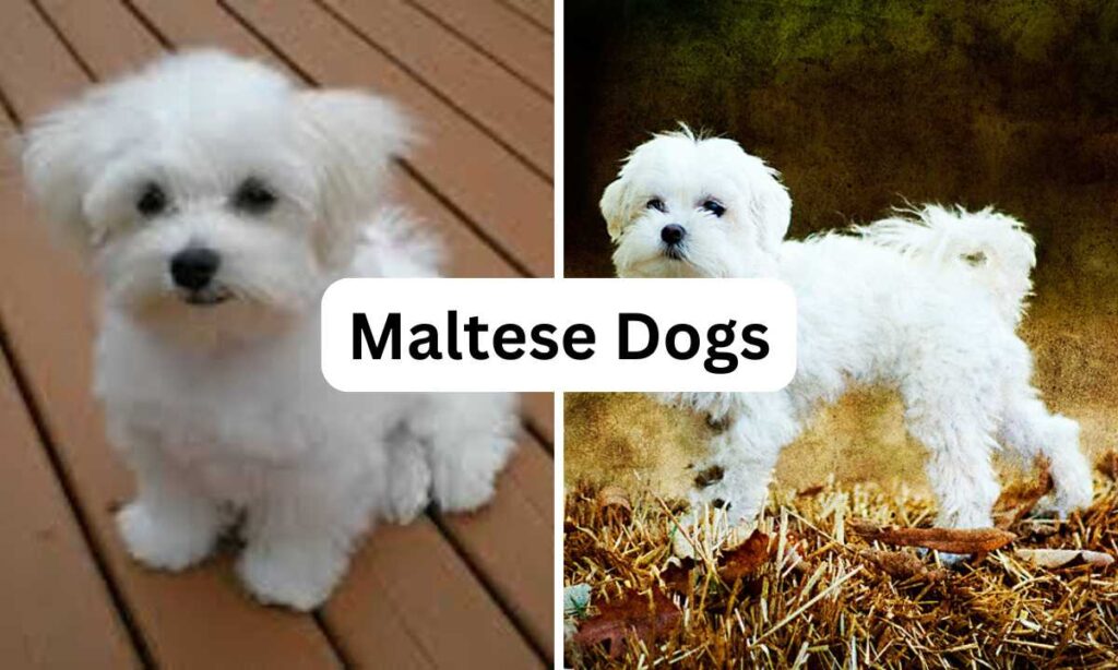 Maltese Dogs, Oh My Pet Grooming, Small Dog Breeds