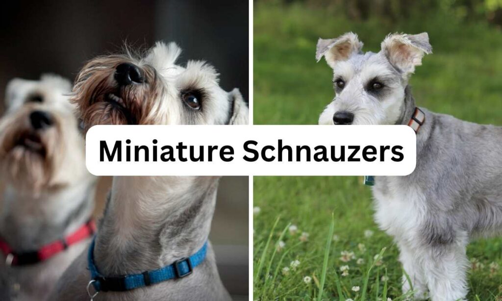 Miniature schnazers, Small dog breeds, Oh My Pet Grooming