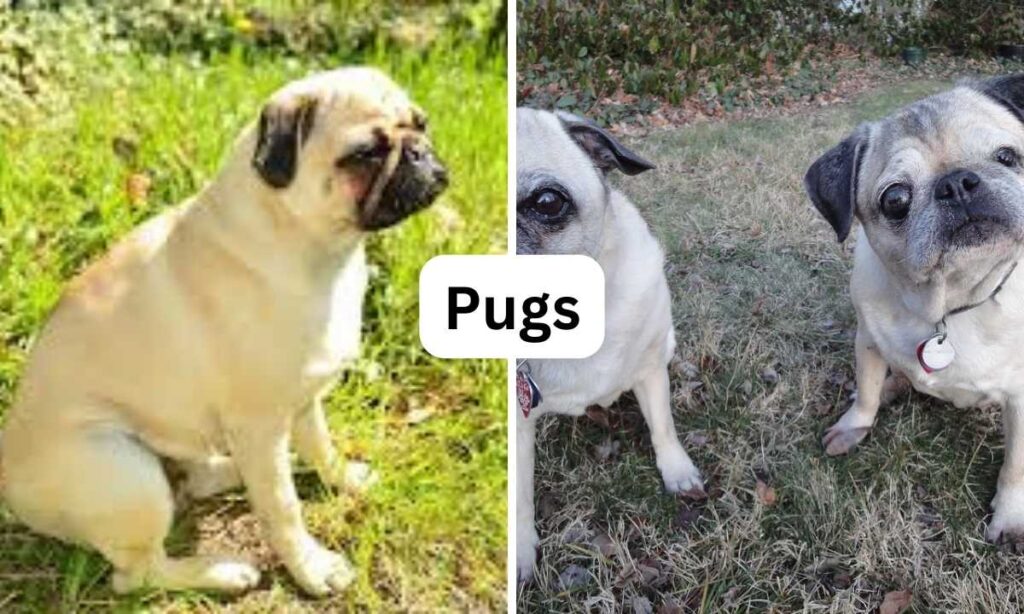 Pugs small dog breeds, Oh My Pet Grooming