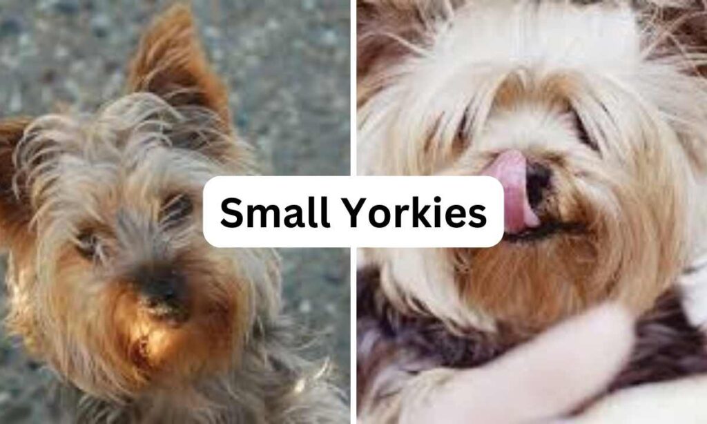 Small Yorkies, Small dog breeds, Oh My Pet Grooming