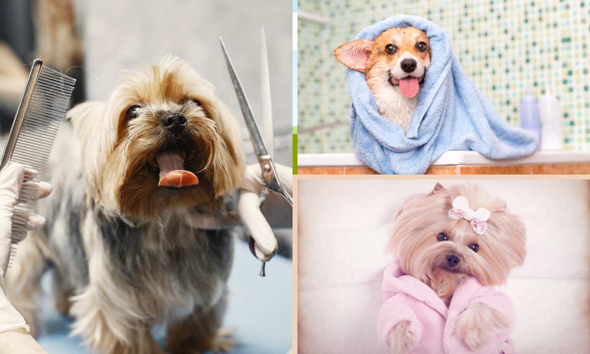 Benefits of dog grooming