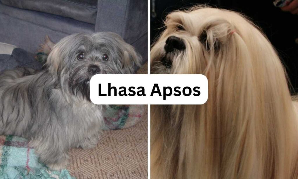 Lhasa Apsos, Small dog breed, Oh My Pet Grooming