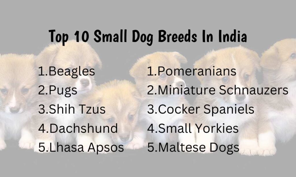 10 small dog breeds in India