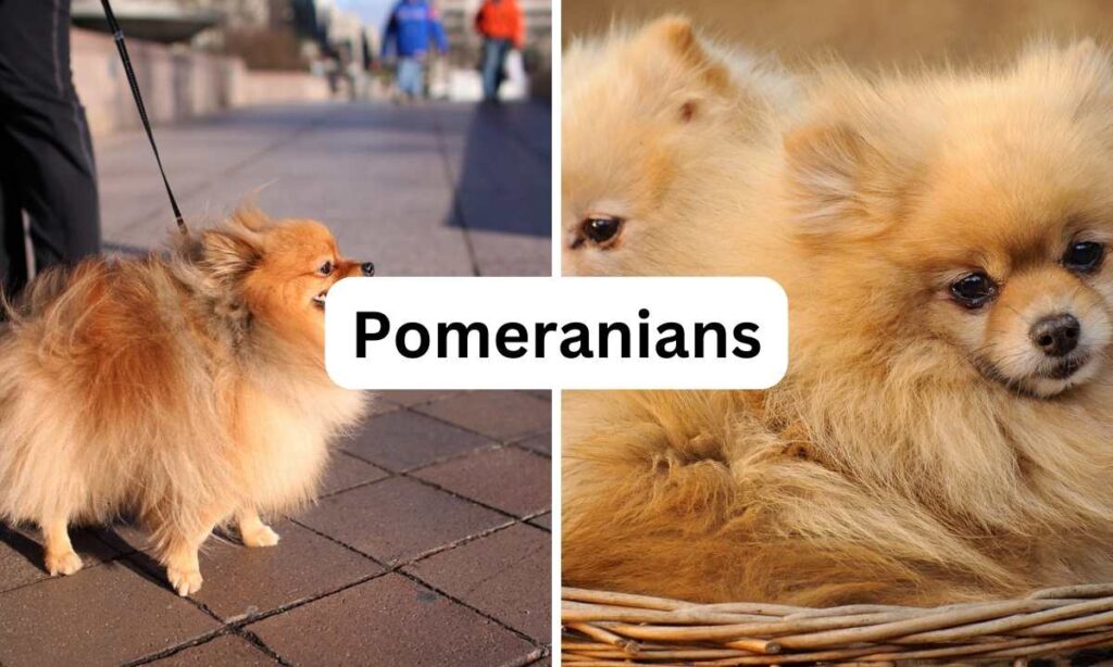 Pomeranians, Small Dog Breeds, Oh My Pet Grooming