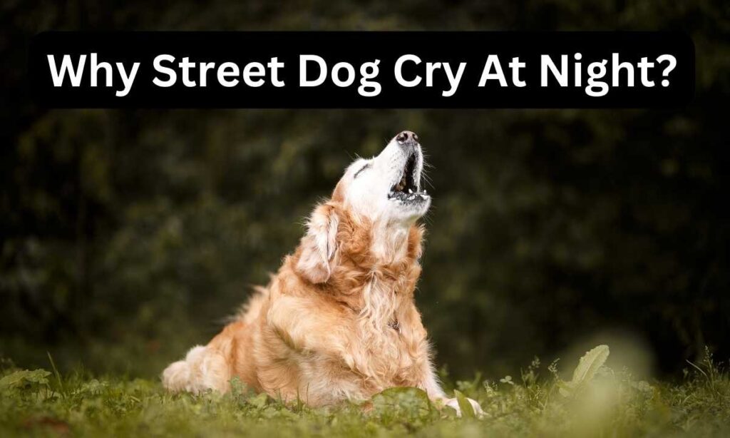 Why Street Dog Cry At Night?