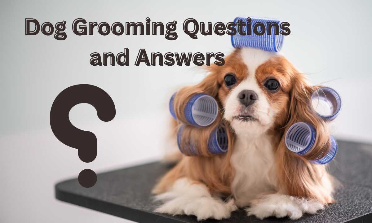 20+ Dog Question and Answer by the Experts.