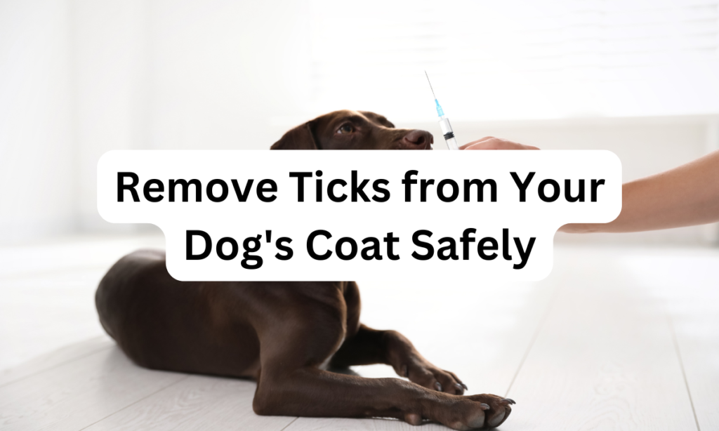 Ticks fever in dogs, remove ticks from your dogs coat safely, ohmypetgrooming