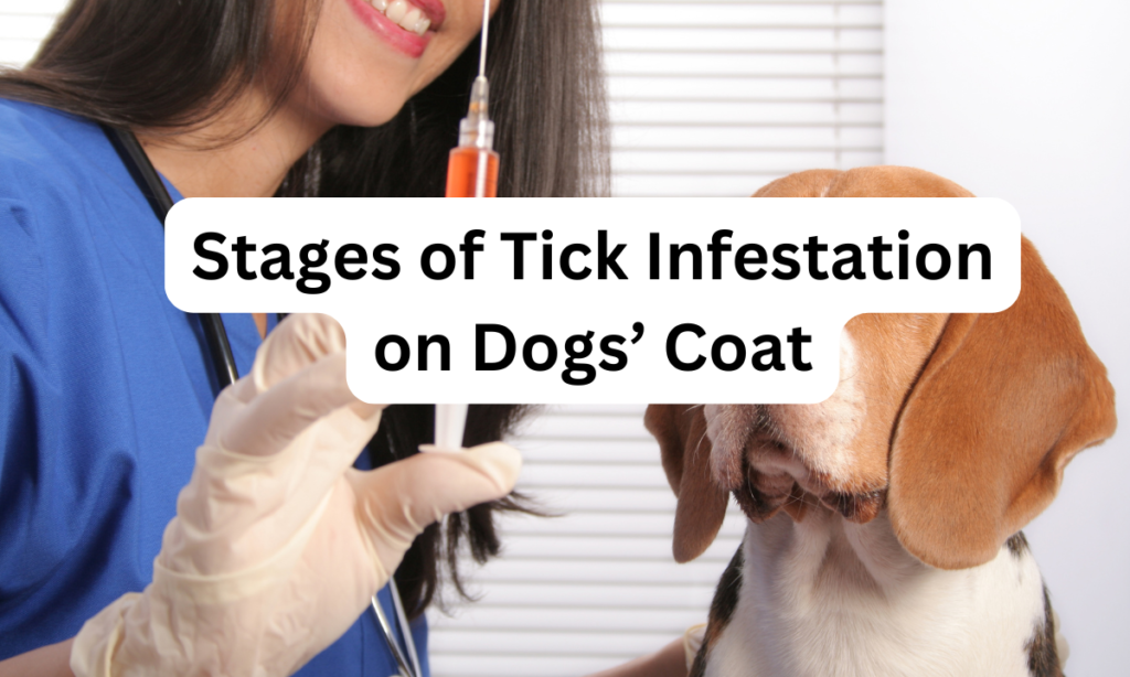 Tick fever in dog