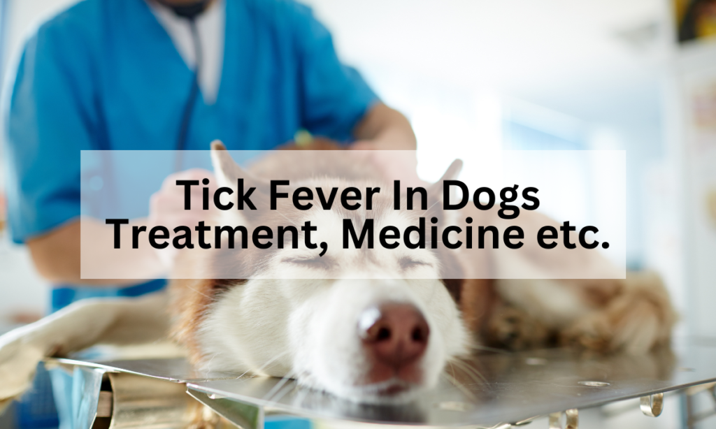 Tick fever in dogs