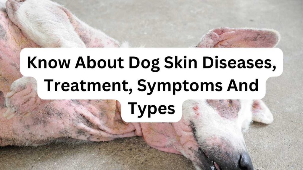 dog skin disease treatment, ohmypetgrooming