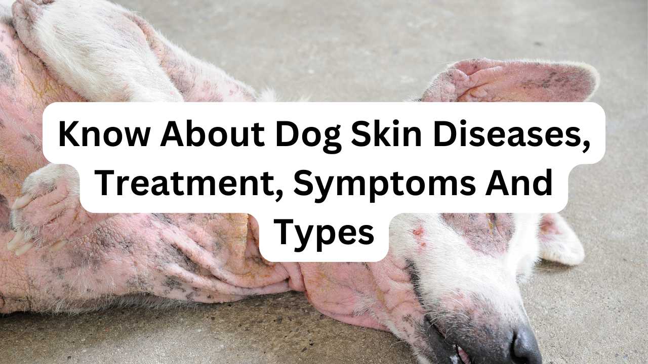 Know About Dog Skin Diseases Treatment Symptoms And Types OH MY PET Grooming