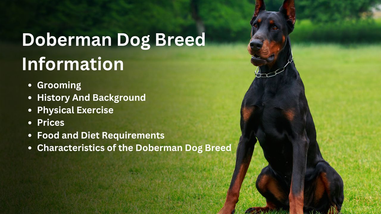 Doberman hip dysplasia shops