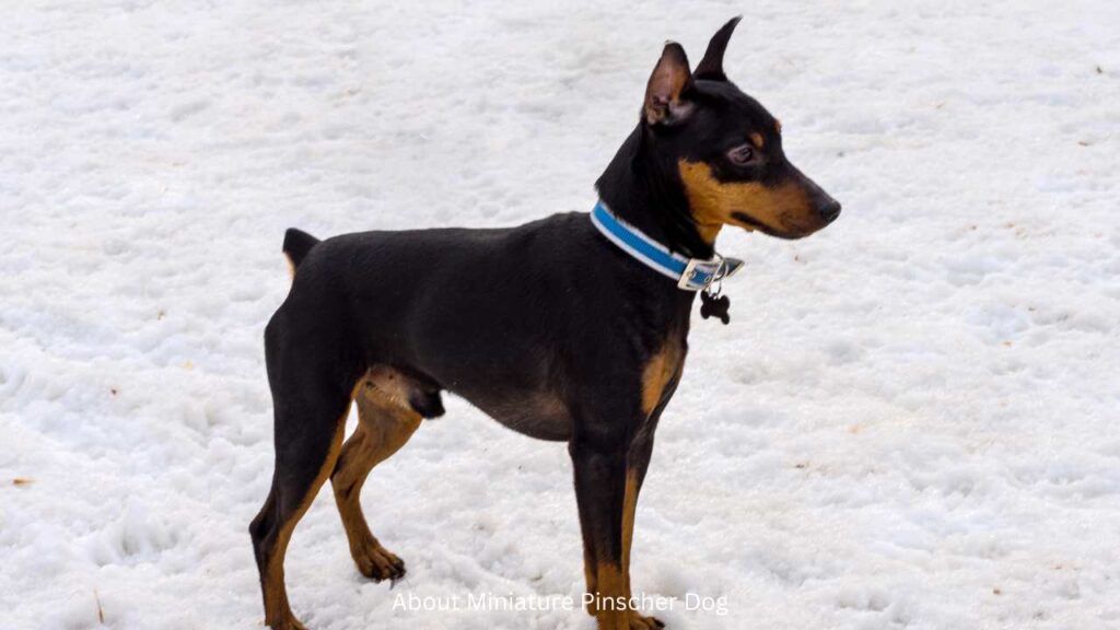 About Miniature Pinscher Dog, ohmypetgrooming