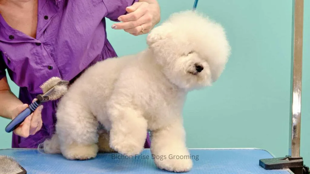 Dog Grooming Bichon Frise: Expert Tips for Fluffy Perfection
