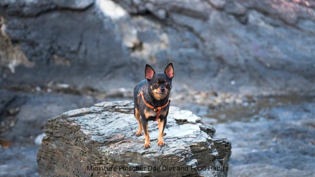 Miniature Pinscher Dog, Ohmypetgrooming