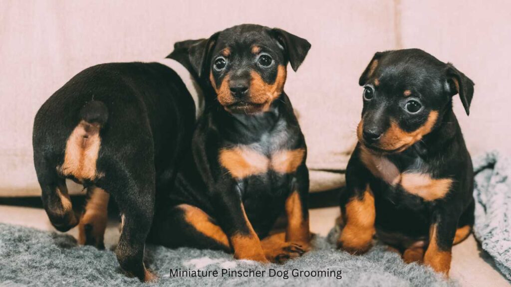 Miniature Pinscher Dog Grooming, Ohmypetgrooming