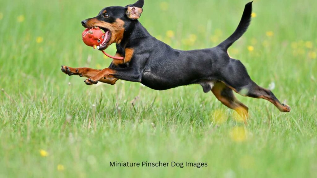 Miniature Pinscher Dog image, ohmypetgrooming