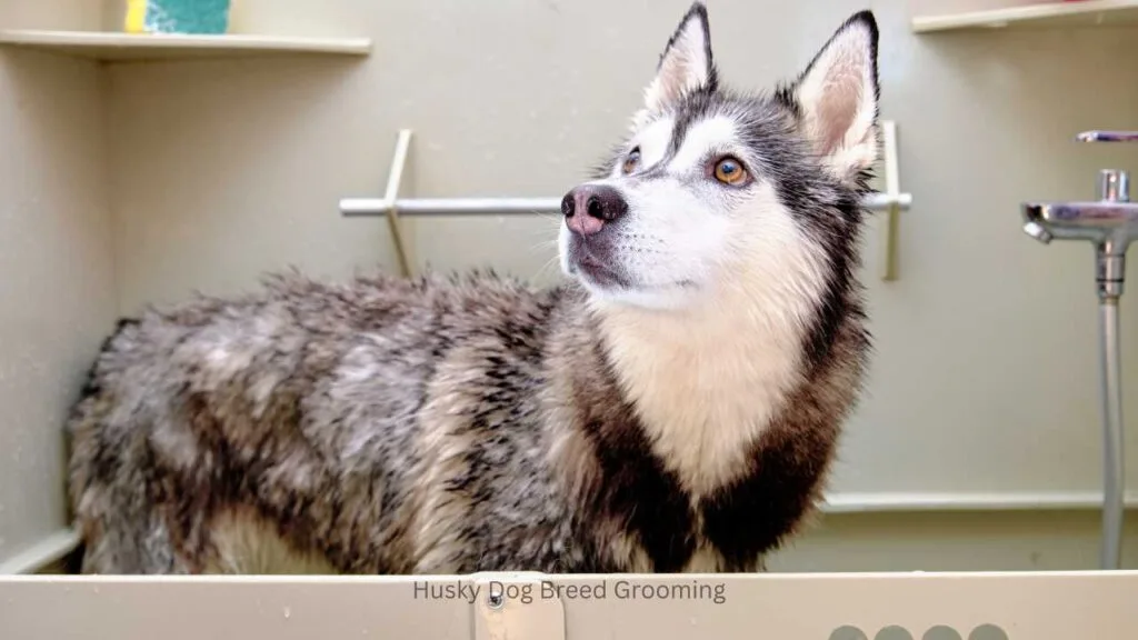 Husky Dog Health Issues: Essential Care Tips