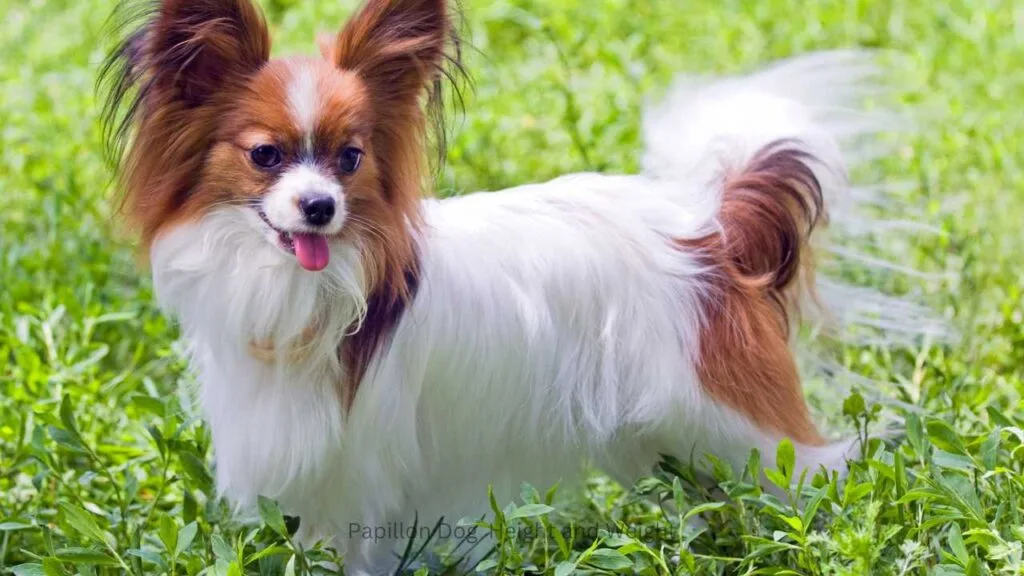 Papillon Dog Health Problems: Essential Care Tips