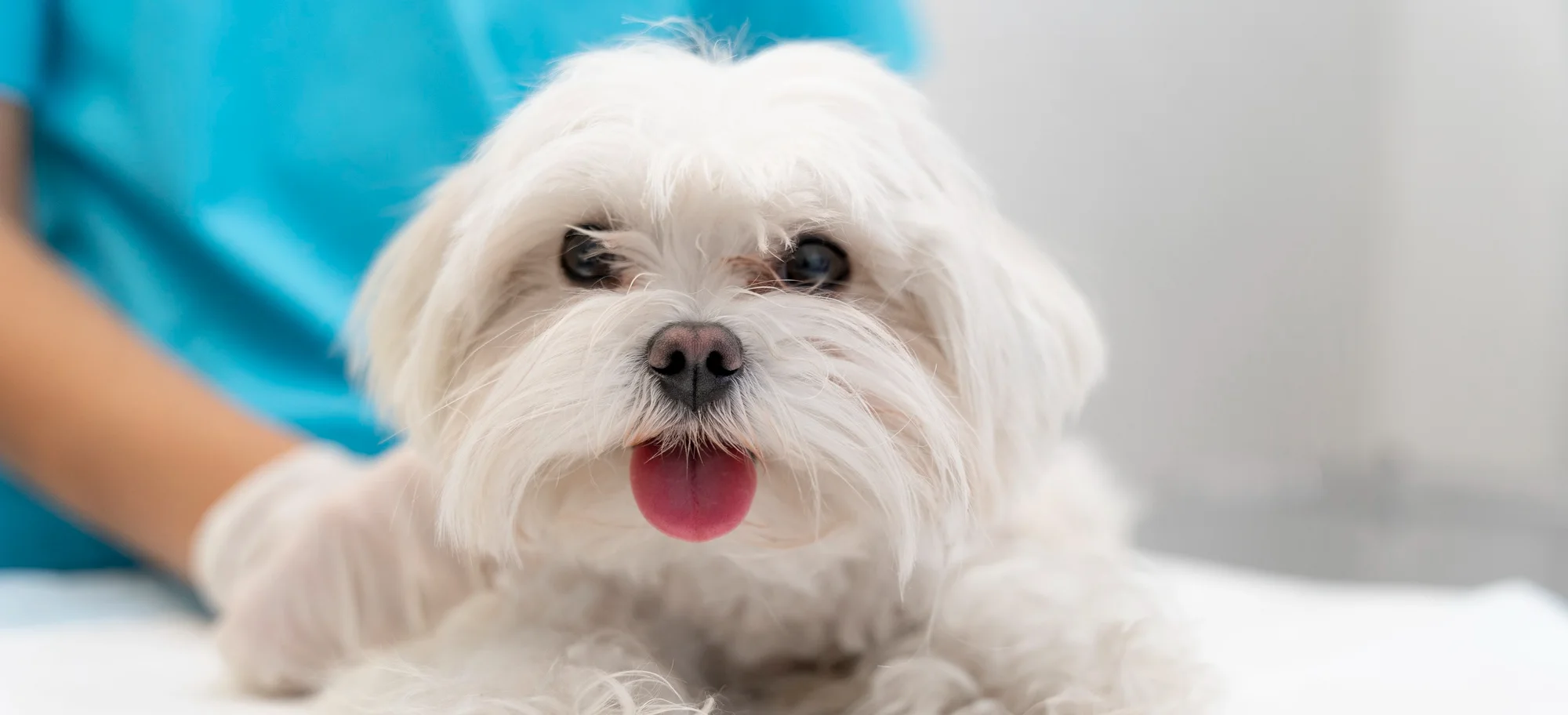 Health and Wellness | Lhasa Apso