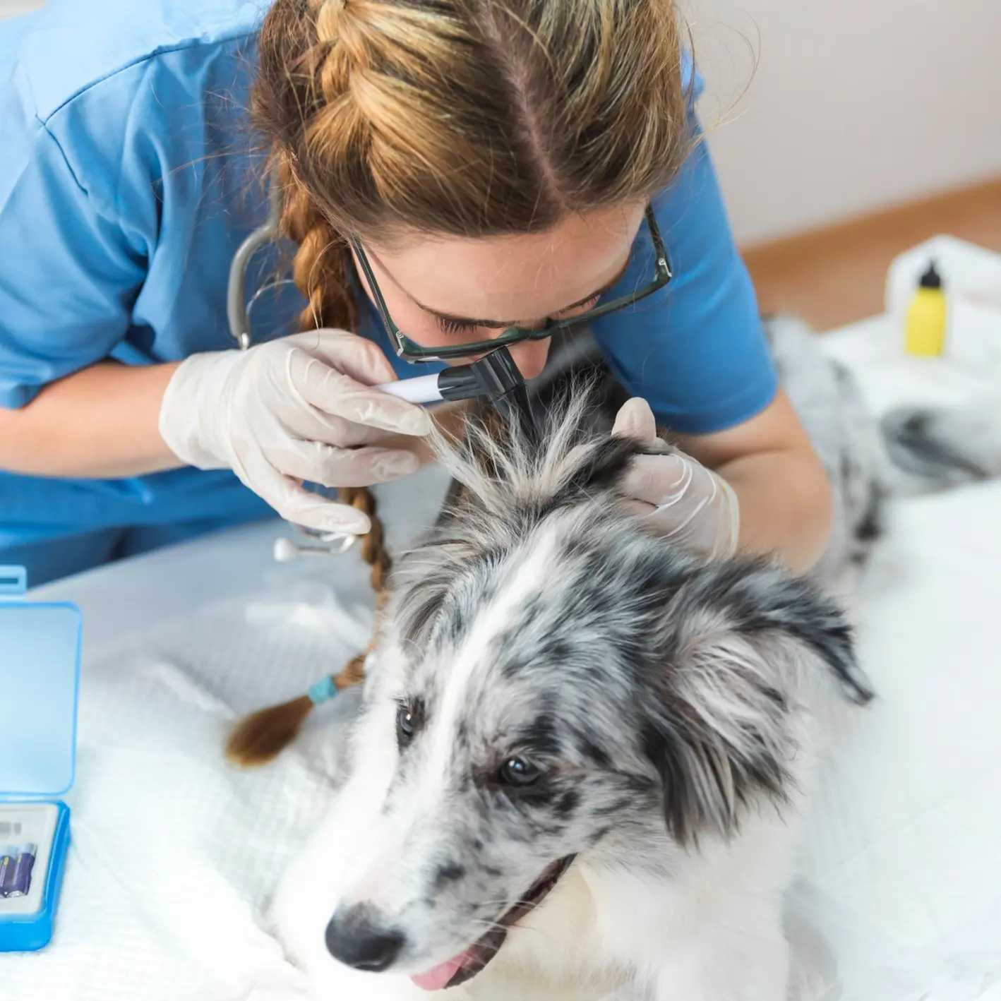 When to Visit a Professional Groomer or Vet