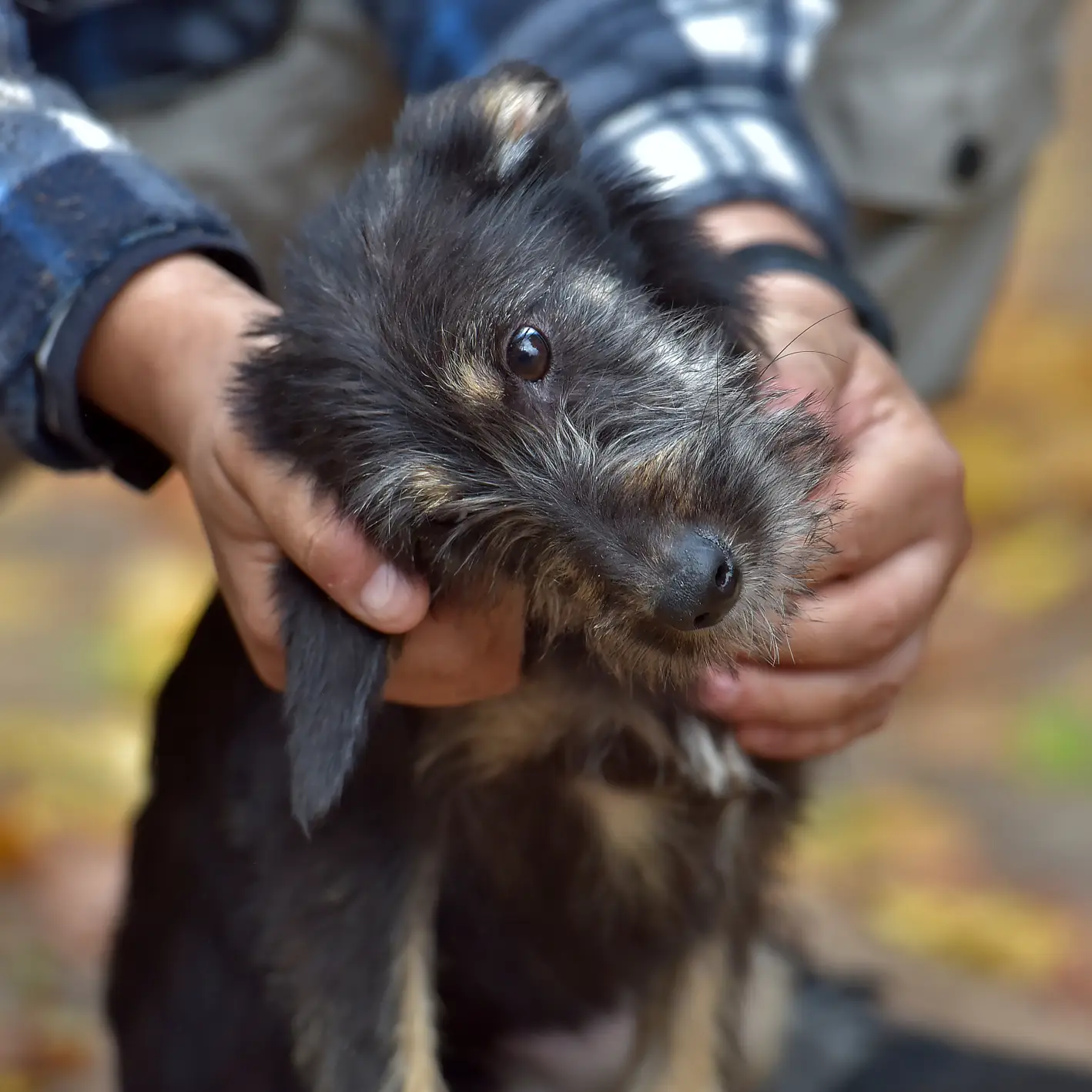 Mid Section Person Holding Dog