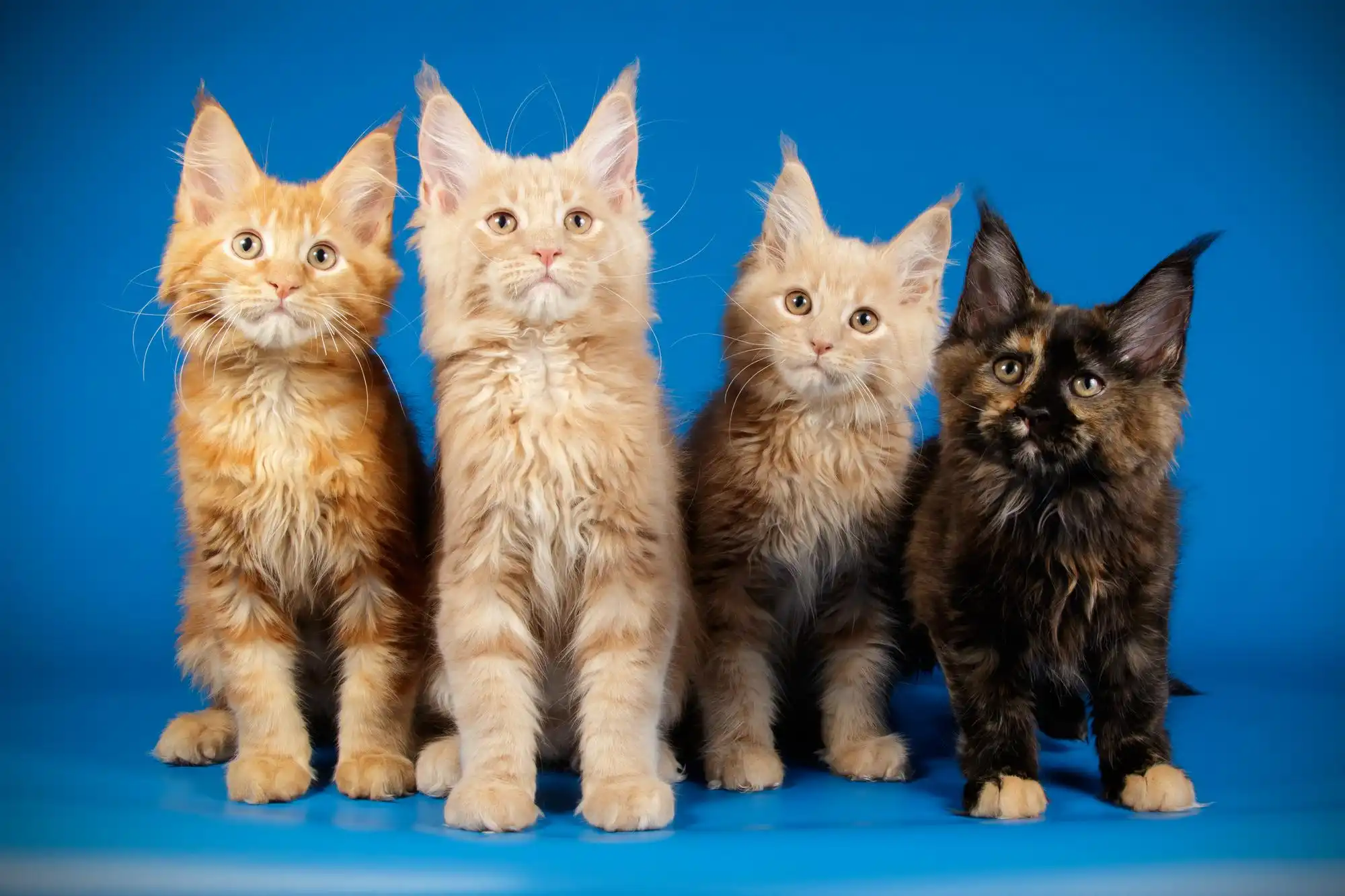 Top 10 cat breeds in india with price