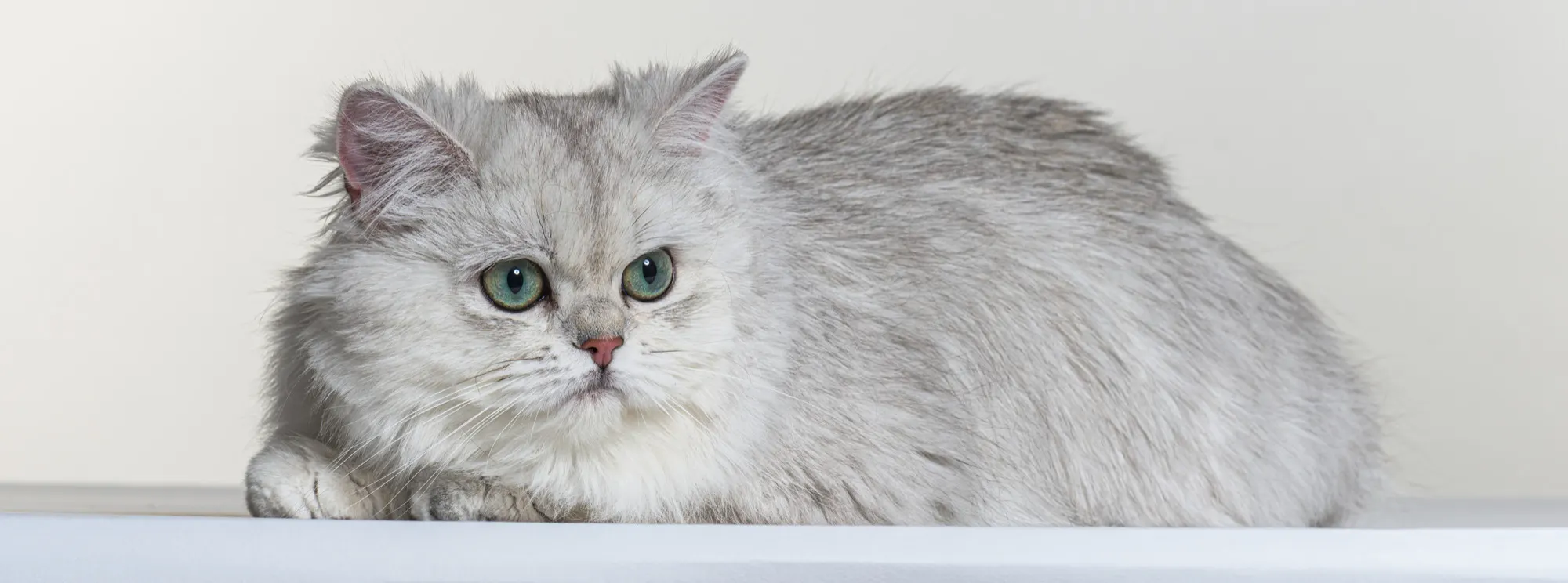 Siamese Cat - The Chatty Beauty