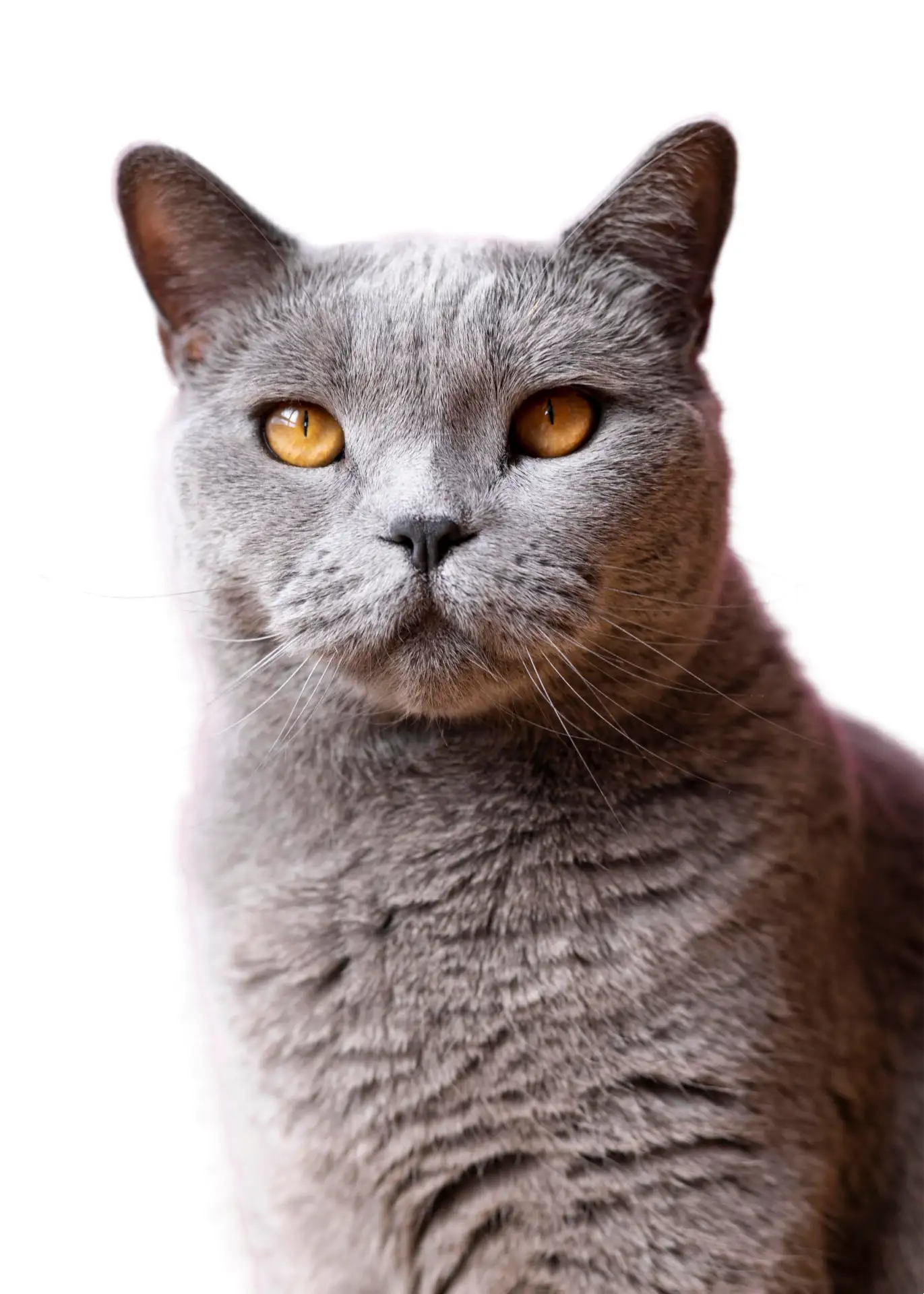 British Shorthair - The Teddy Bear Cat