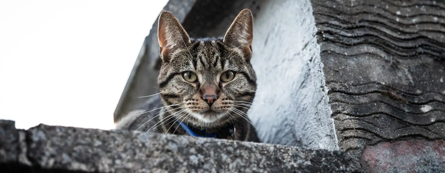 Indian Street Cat (Indie Cat) - The Local Hero