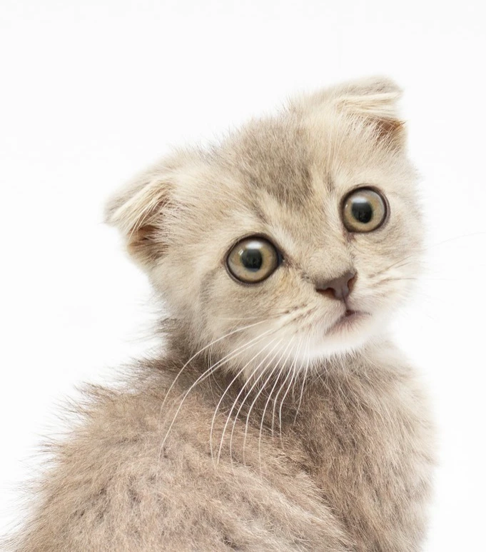 Scottish Fold - The Cute Owl Cat