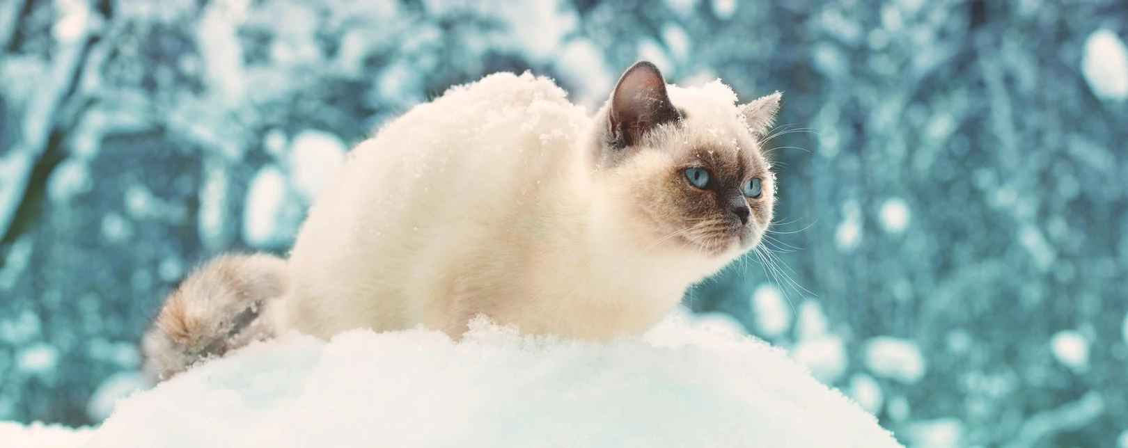 Himalayan Cat - The Color-Point Beauty