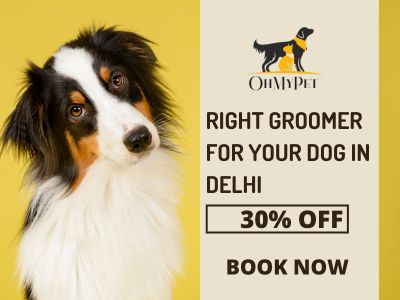 right pet groomer in delhi